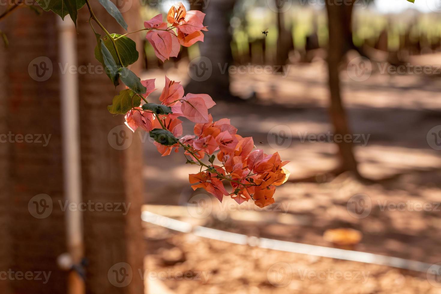 flores de plantas ornamentales foto