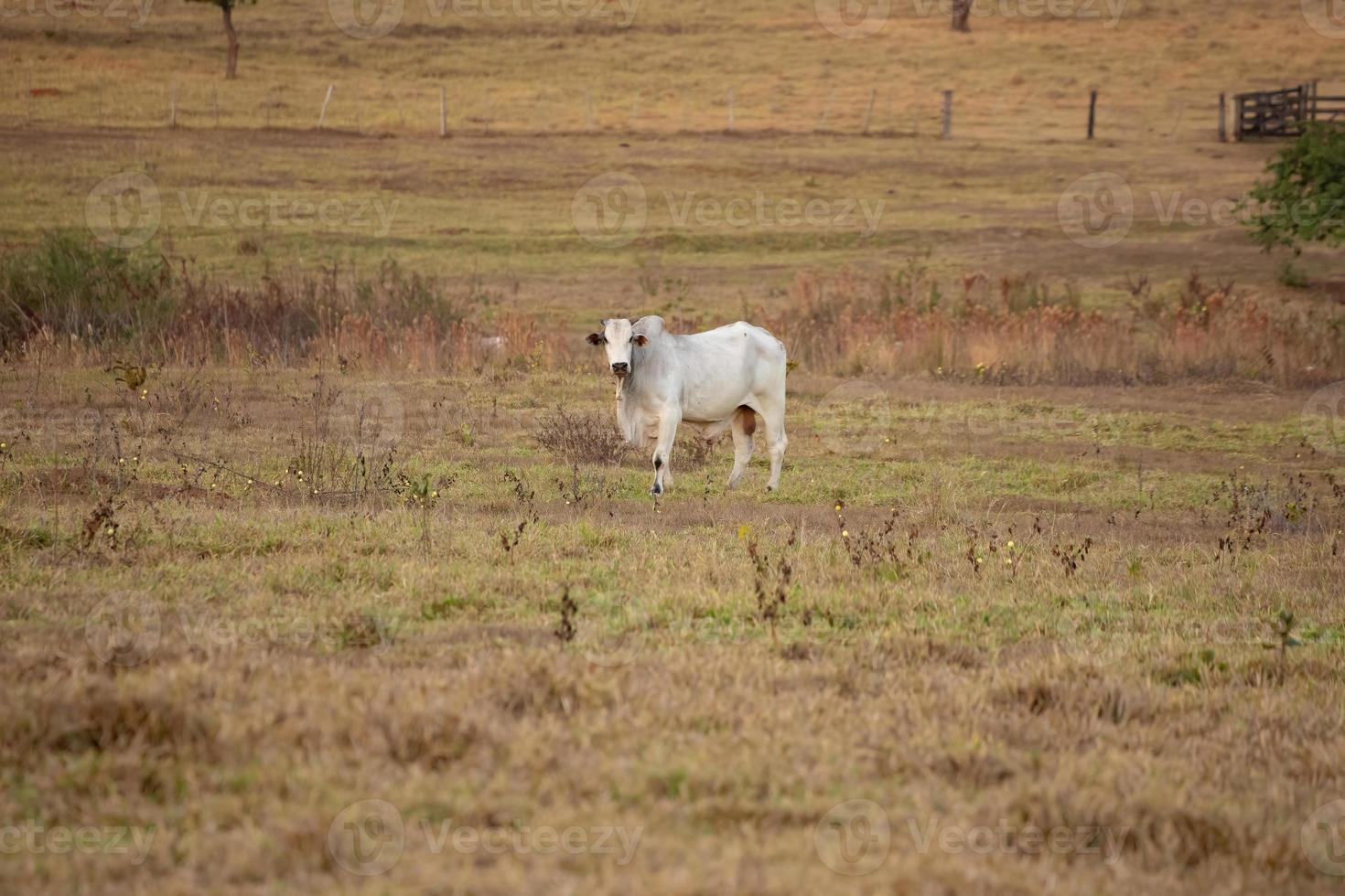 vaca adulta en una granja foto