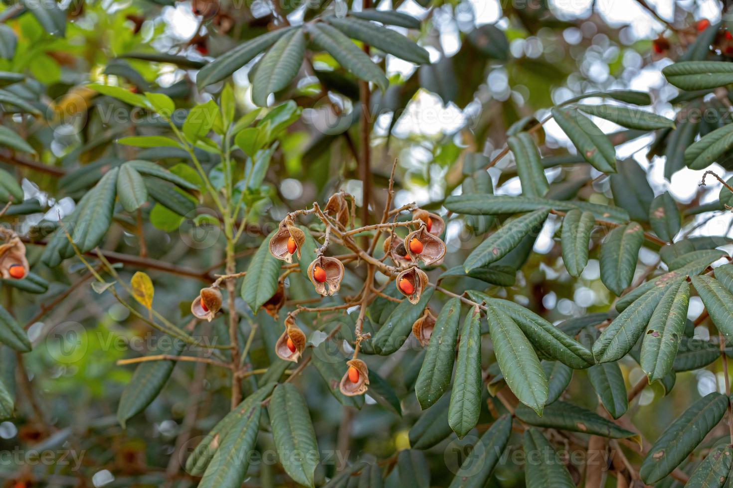 árbol de ormosia con semillas rojas foto