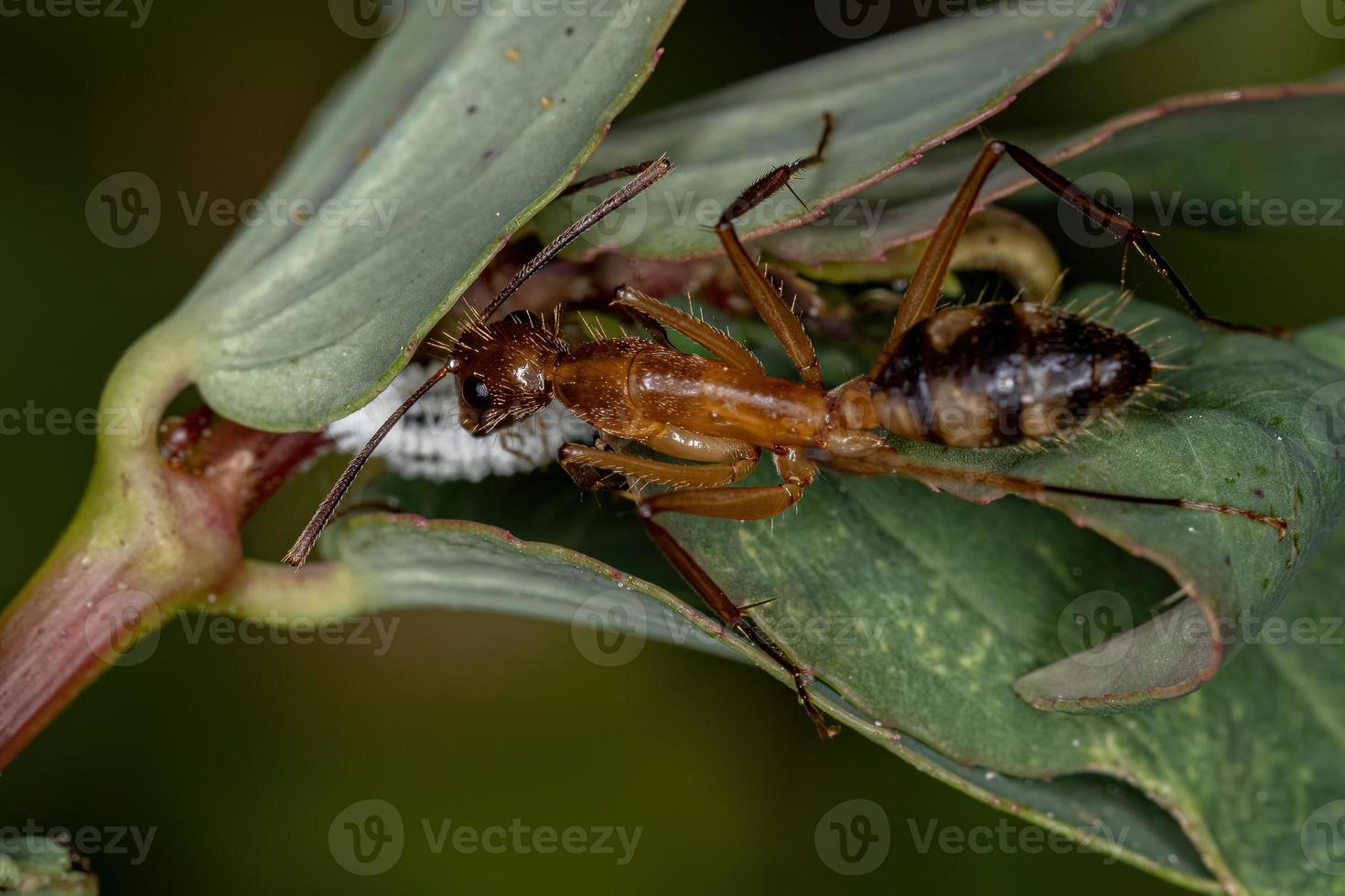 hormiga carpintera hembra adulta foto