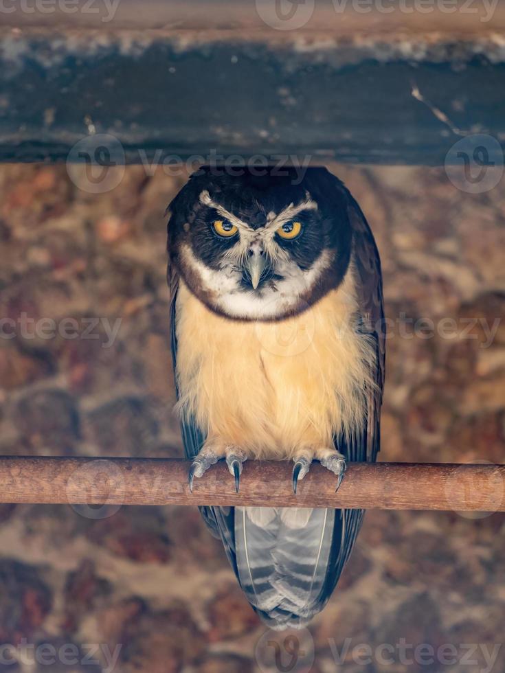 Spectacled Owl animal photo