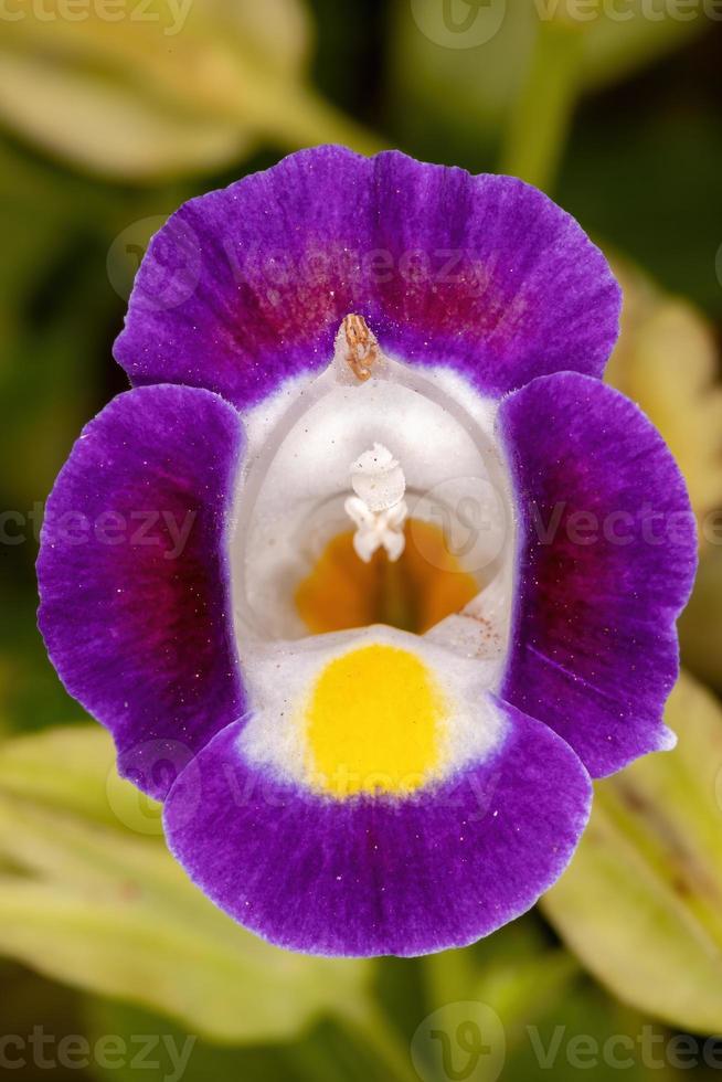 Small Wishbone Flower photo