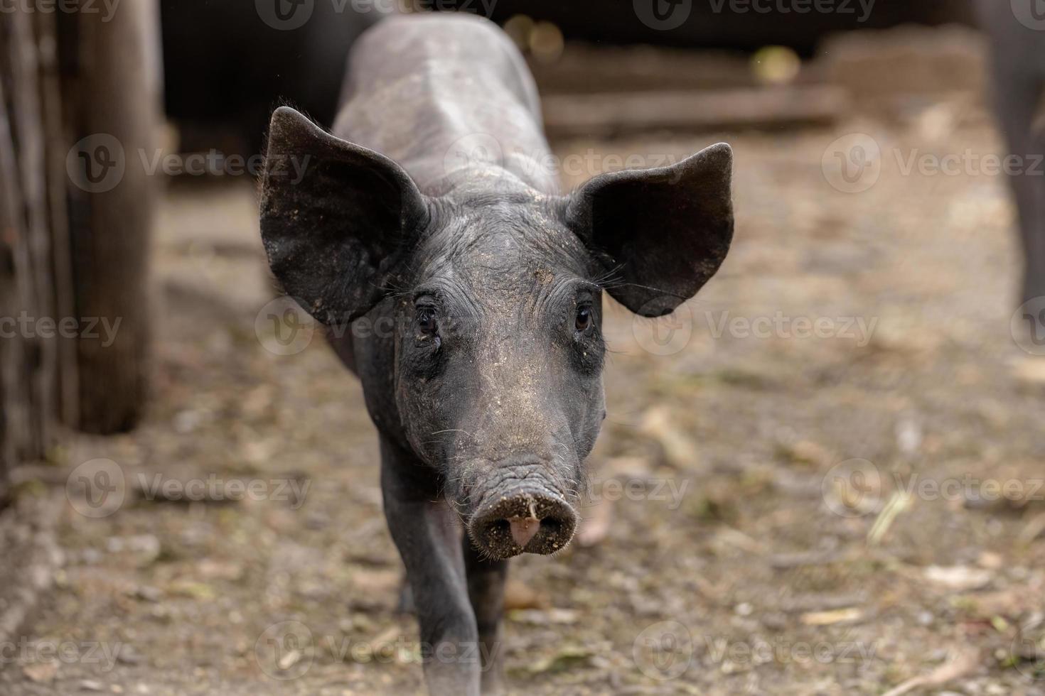 cría de cerdo negro foto