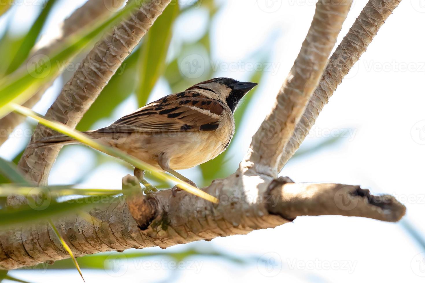 pájaro gorrión foto