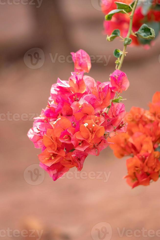 flores de plantas ornamentales foto