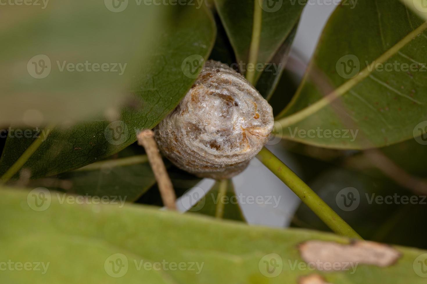 caso de huevo de mantis foto