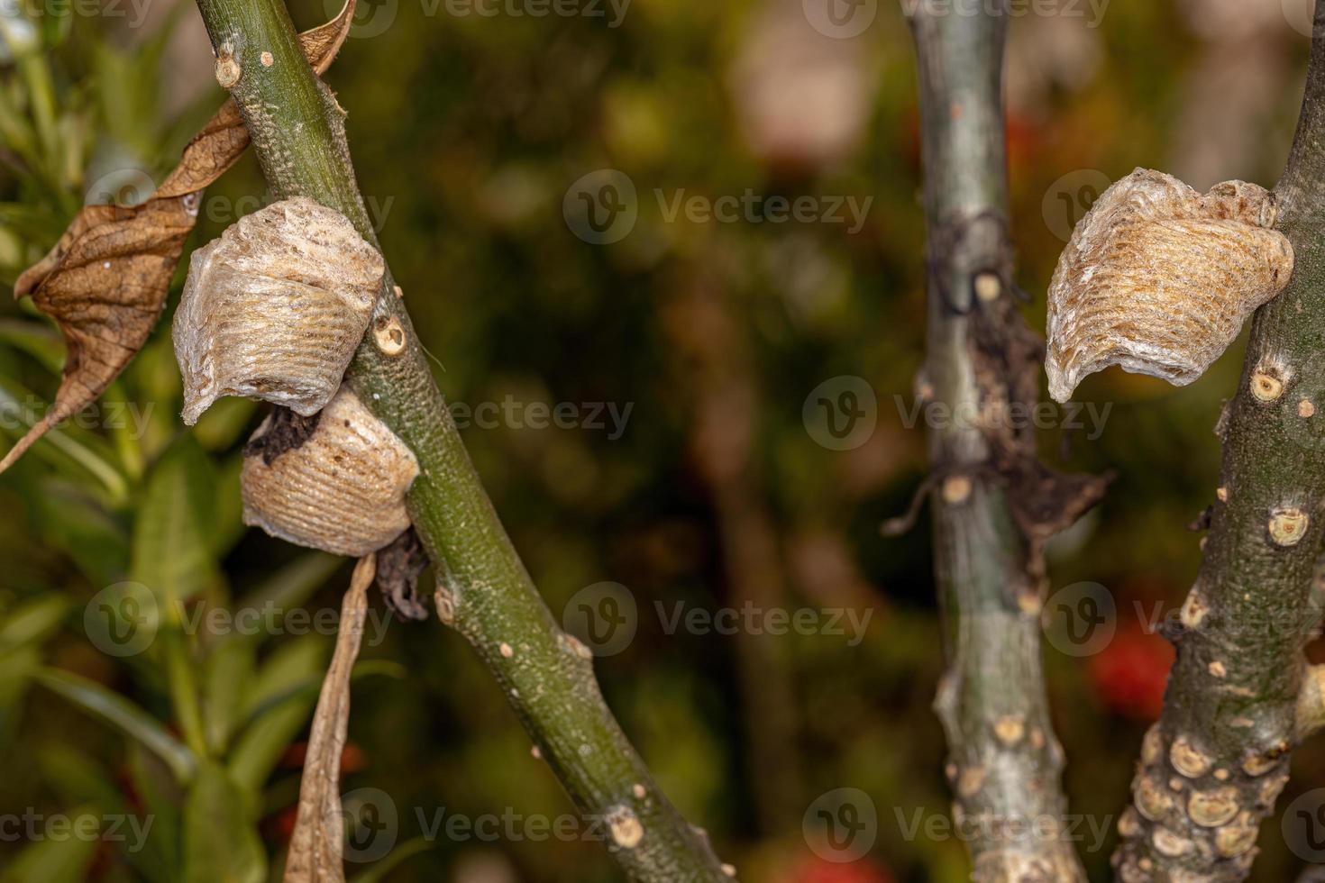 caso de huevo de mantis foto