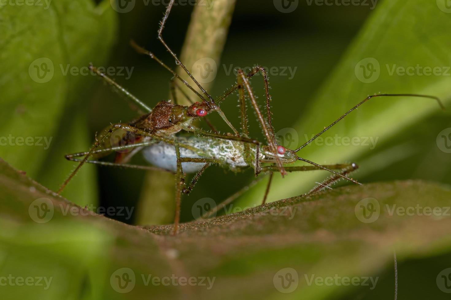 Couple of Adult Assassin Bugs photo