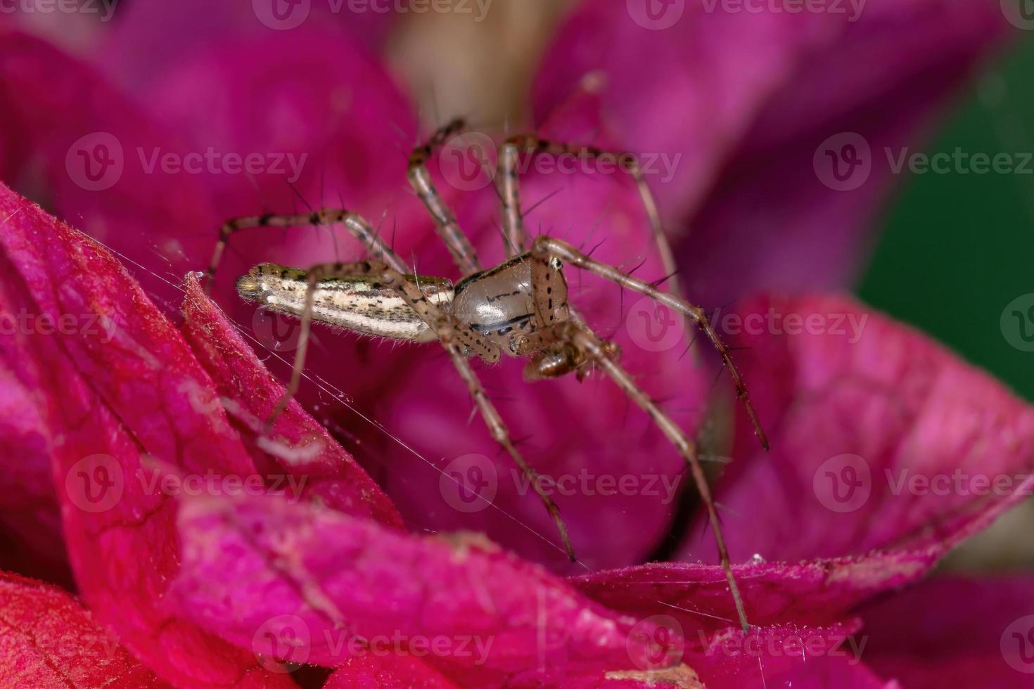 pequeña araña lince foto