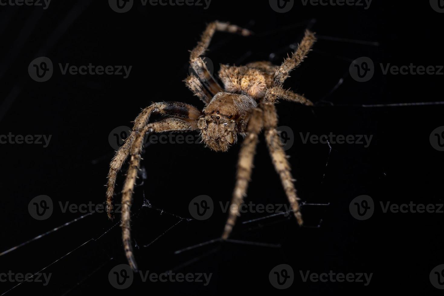 araña orbweaver adulta foto