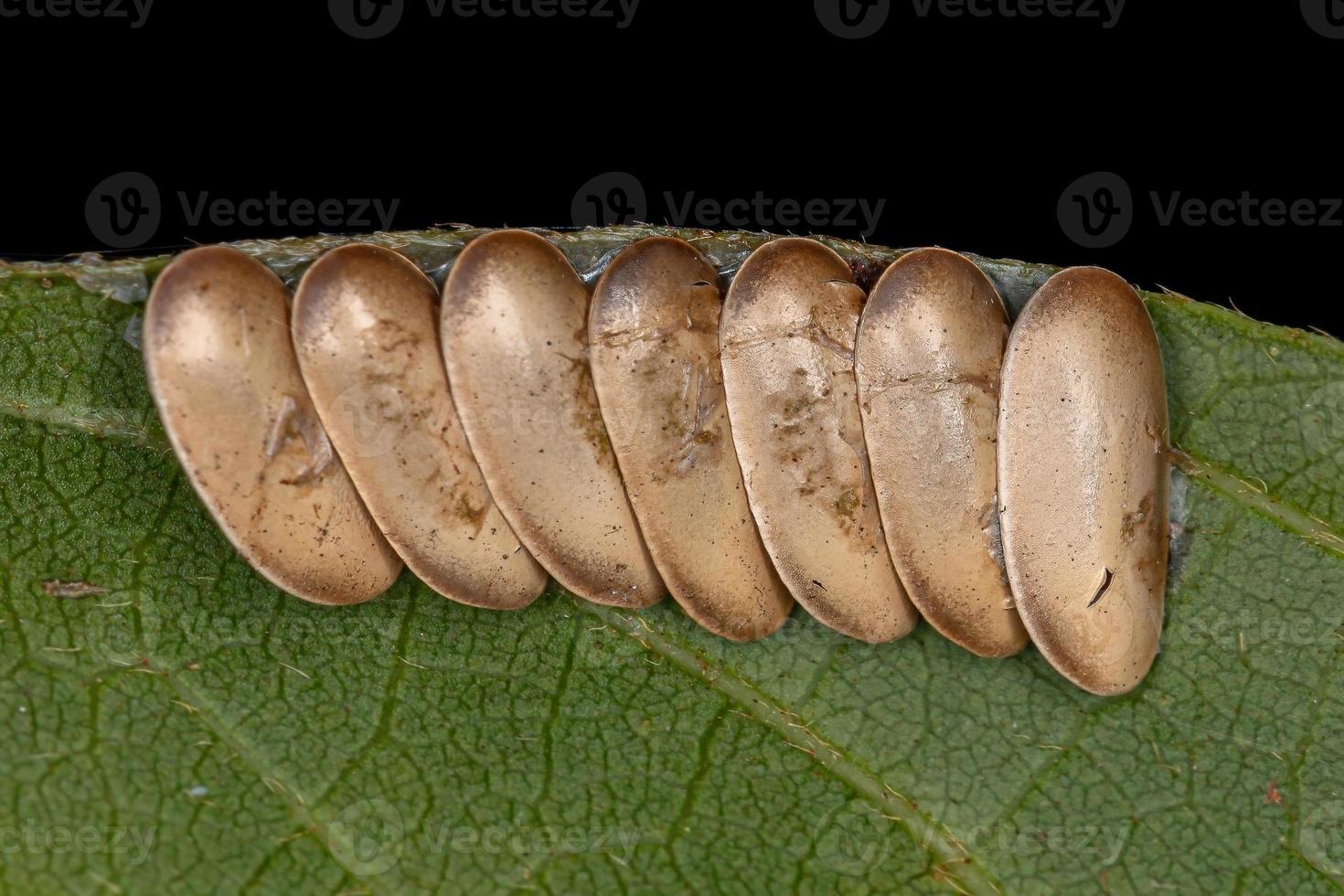 Leaf Katydid Eggs photo