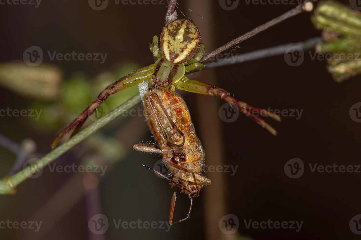 Adult Female Crab Spider preying photo