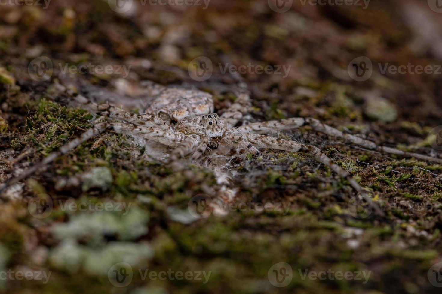 Adult Longspinneret Spider photo