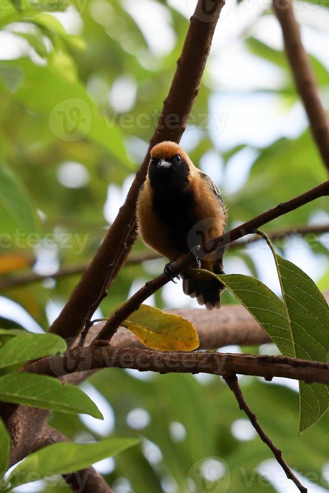 Burnished buff Tanager photo