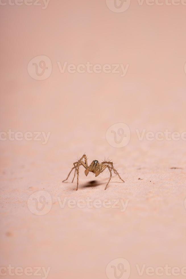 araña lince brasileño foto