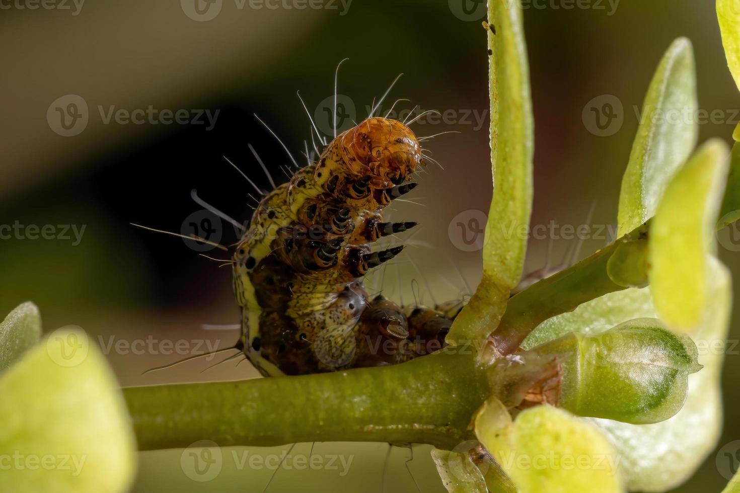 Caterpillar eating a Common Purslane plant photo