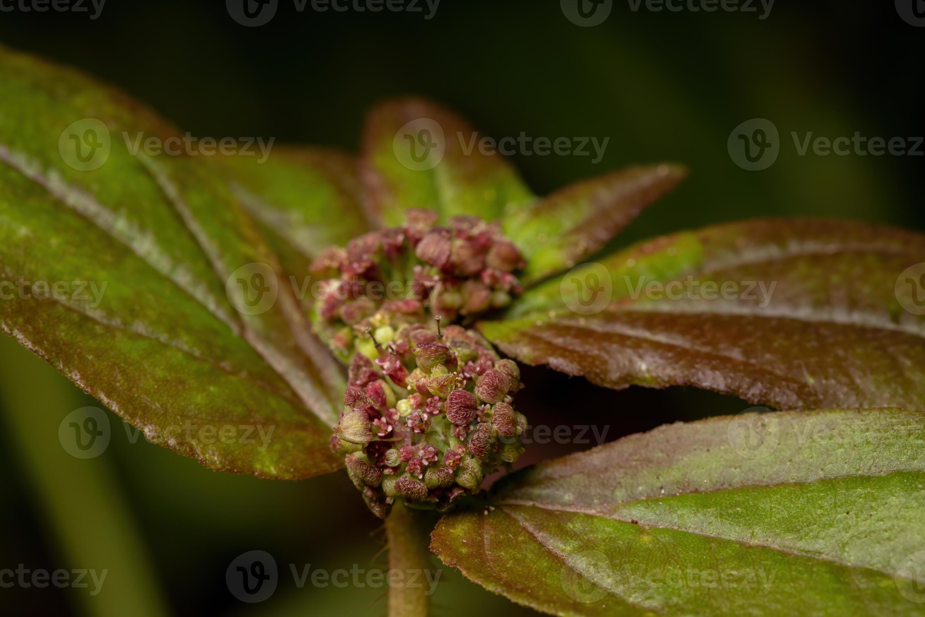 Flowers and fruits of a Asthma Plant 3775125 Stock Photo at Vecteezy