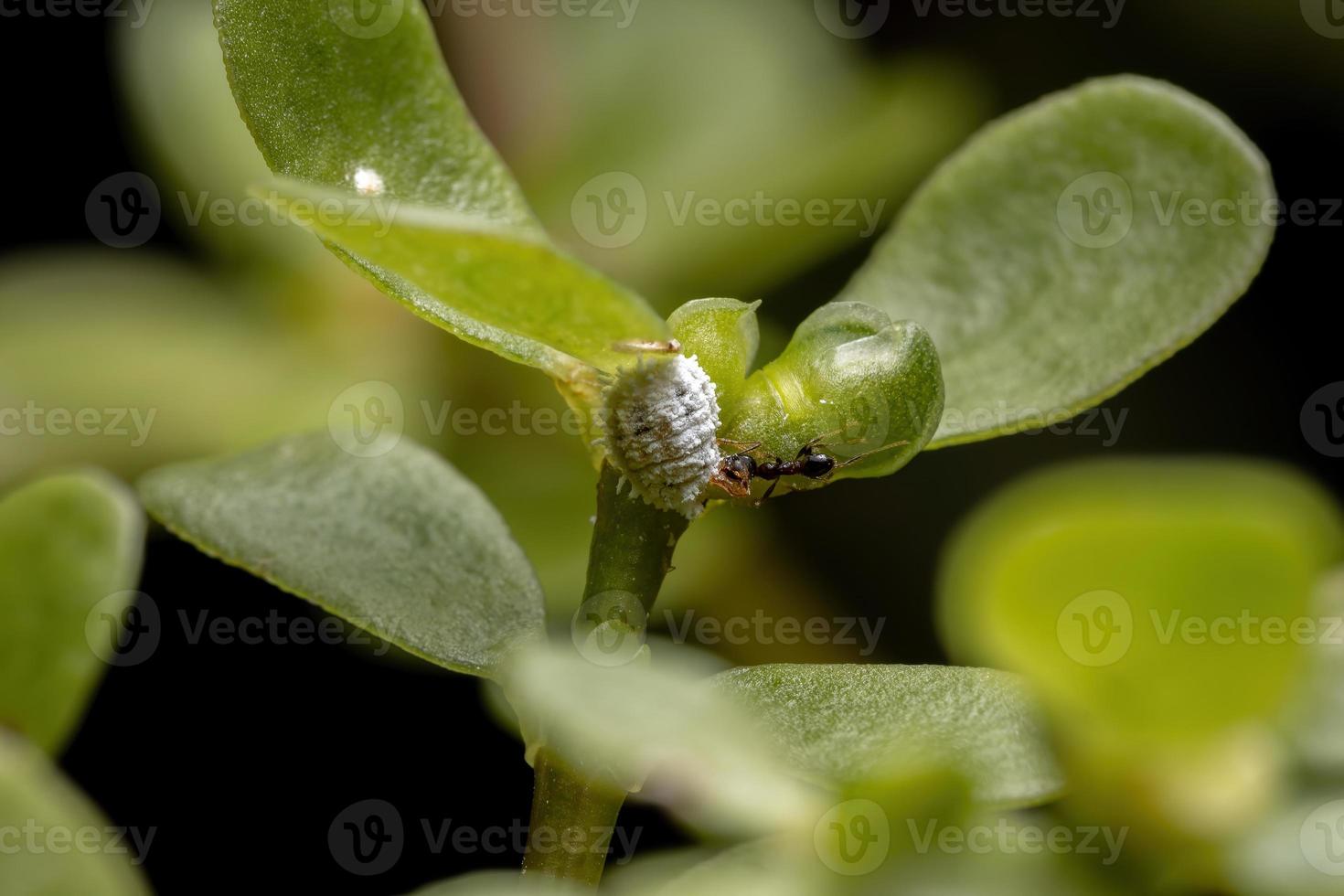 Cochinilla con una hormiga en una planta de verdolaga común foto