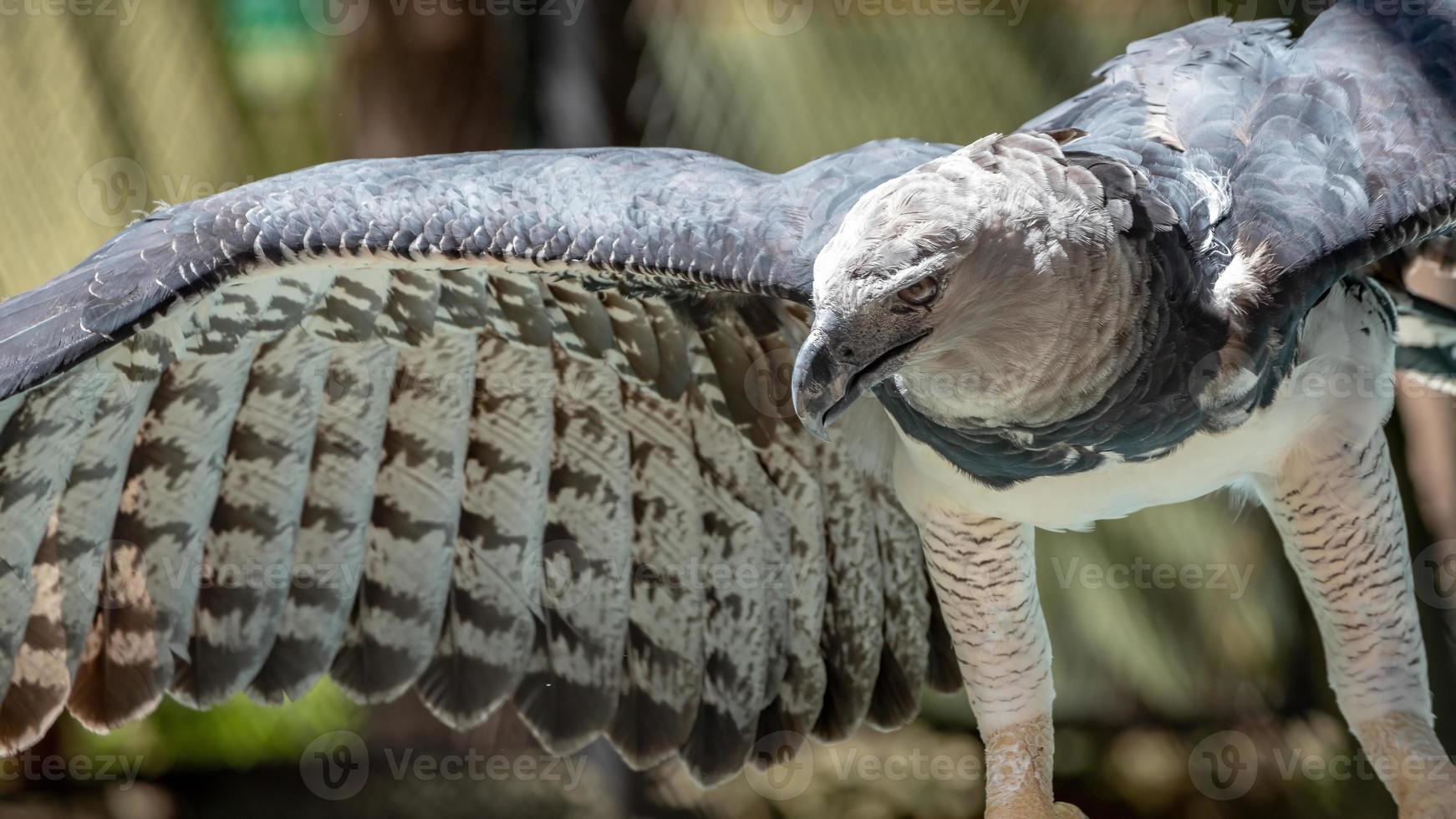 animal águila arpía foto