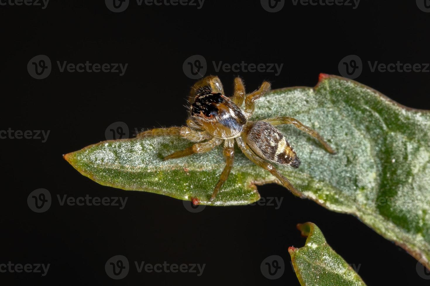 pequeña araña saltadora foto