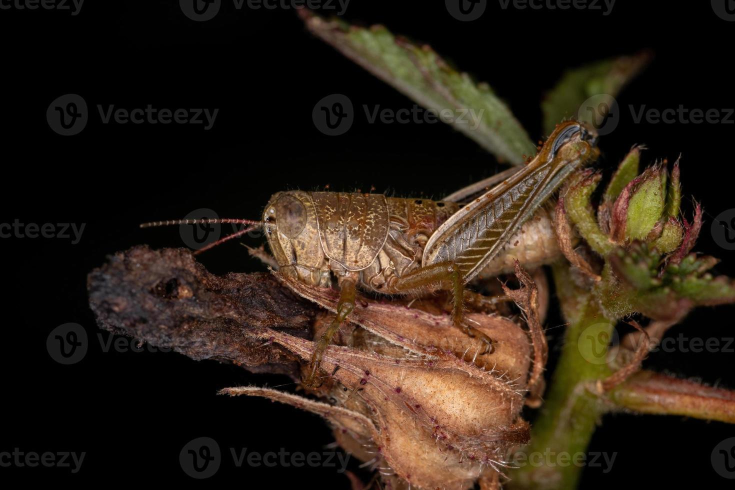 ninfa de saltamontes de cuernos cortos foto