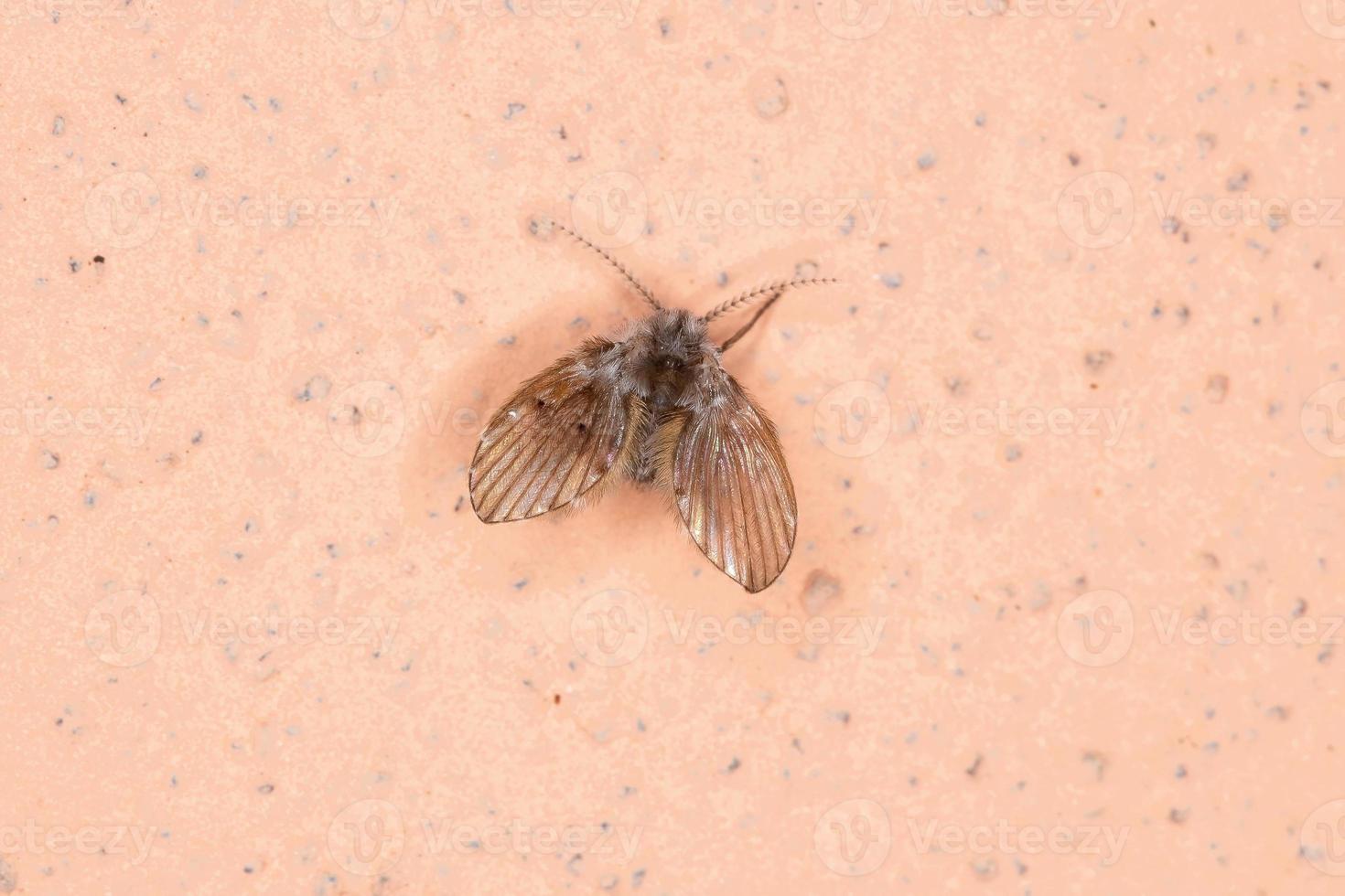 Bathroom Moth Midge photo