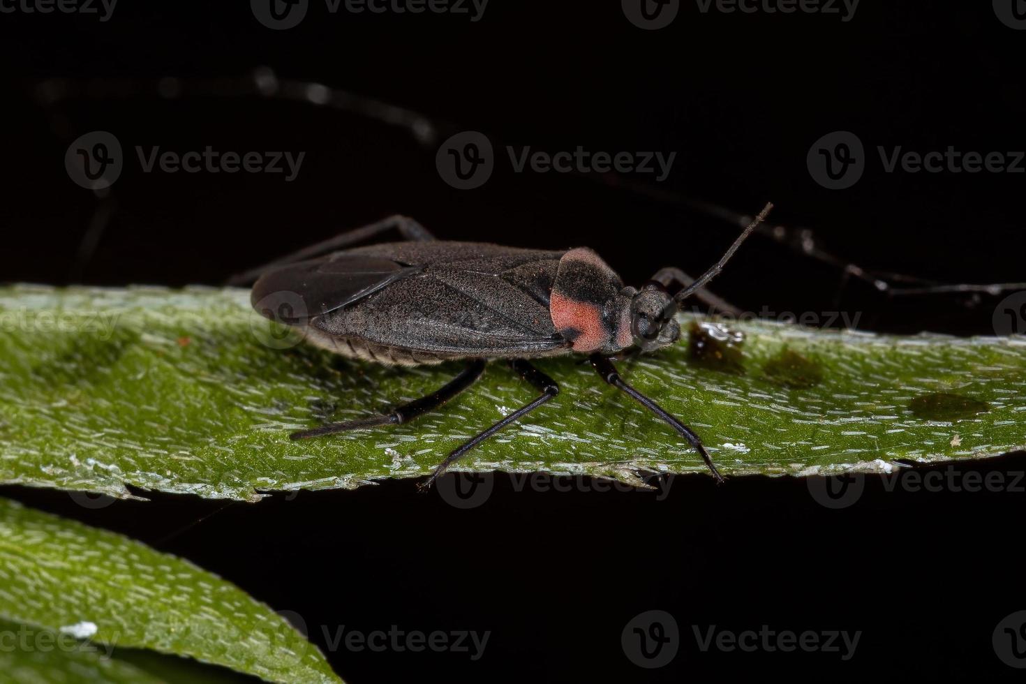Adult Plant Bug photo