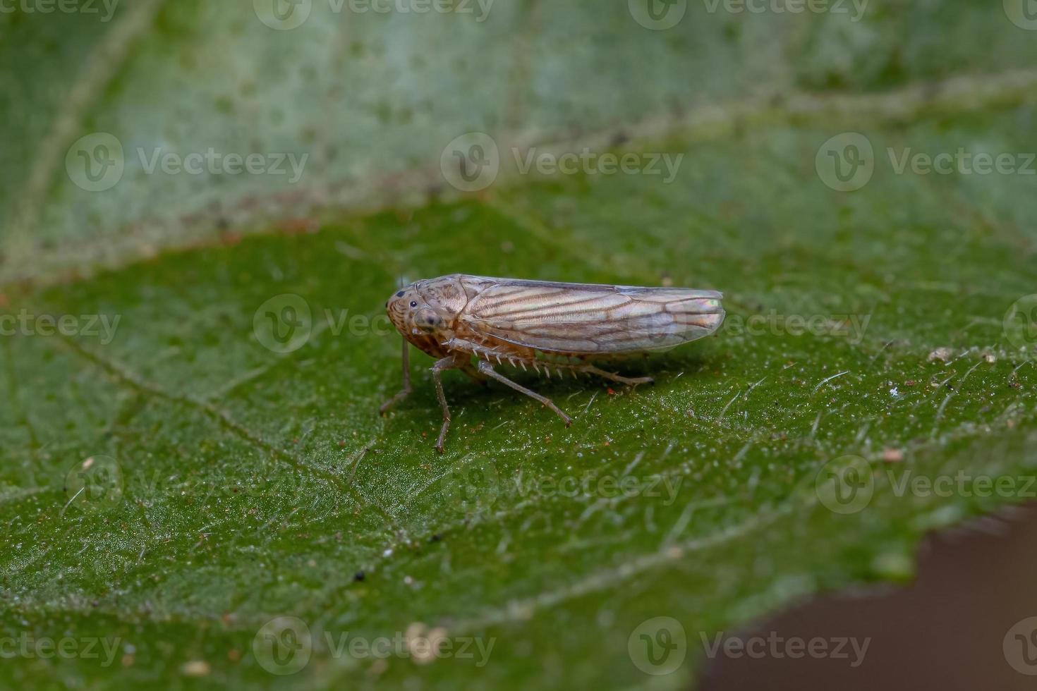 Adult Typical Leafhopper photo