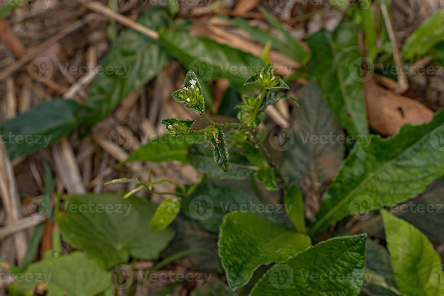 Elephant Foot Plant photo