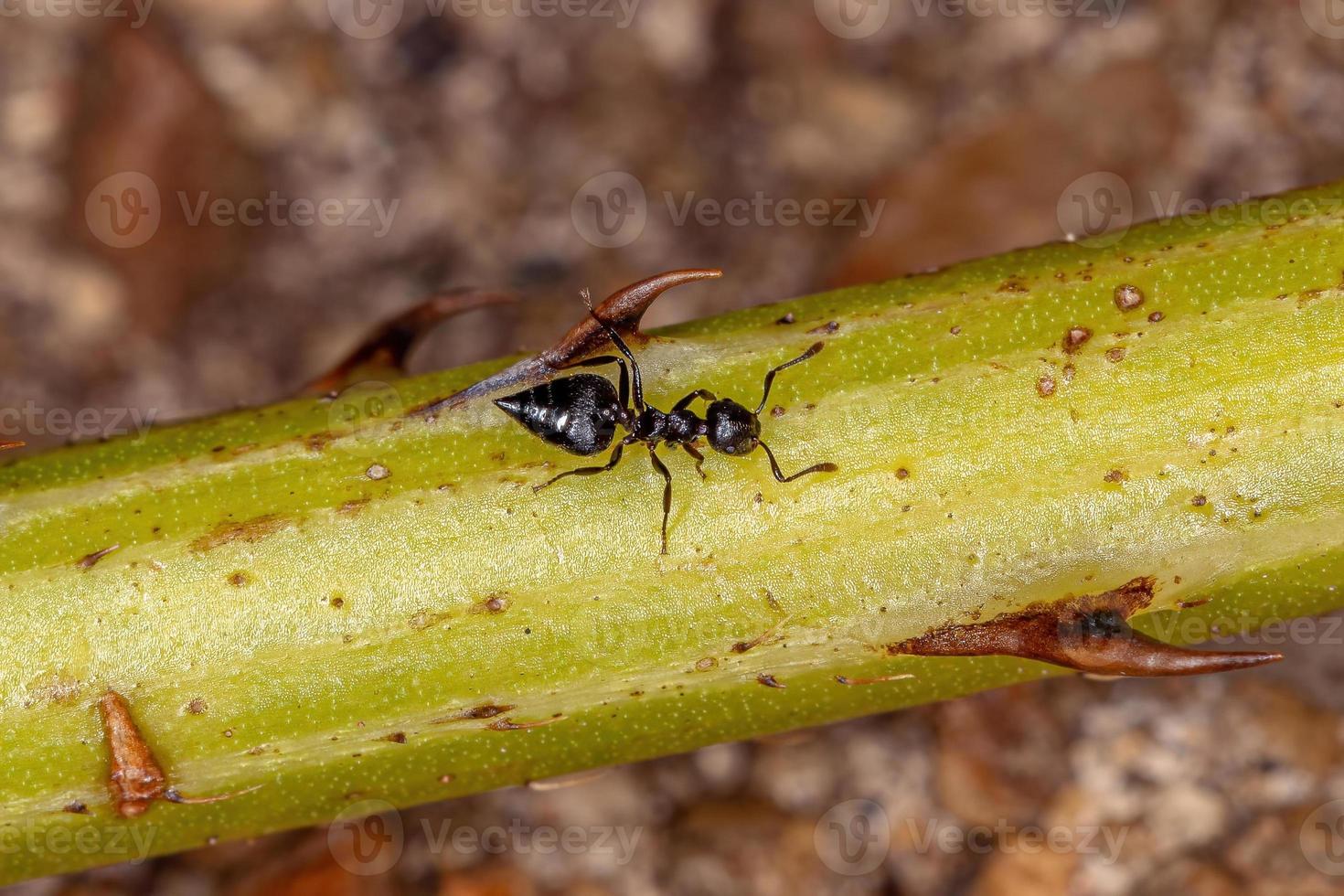 Adult Cocktail Ant photo