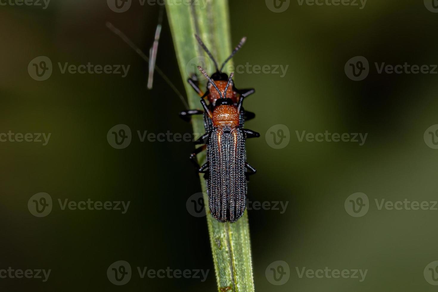 Adult Hispine Beetles photo