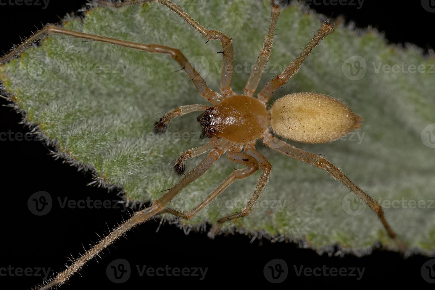 Adult Male Longlegged Sac Spider photo