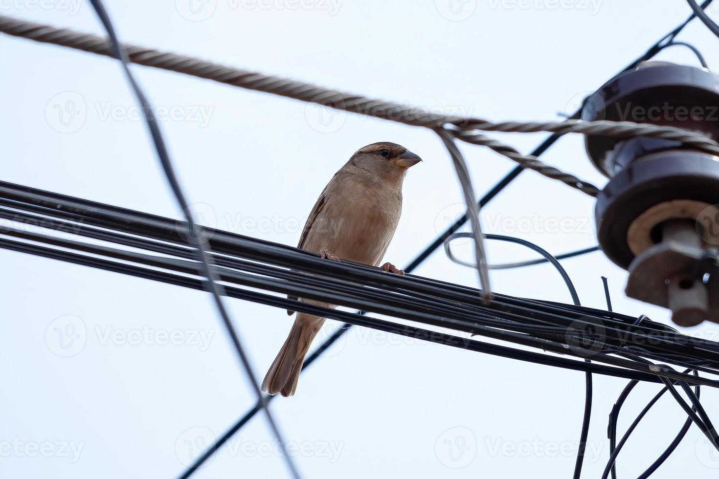 Adult House Sparrow photo