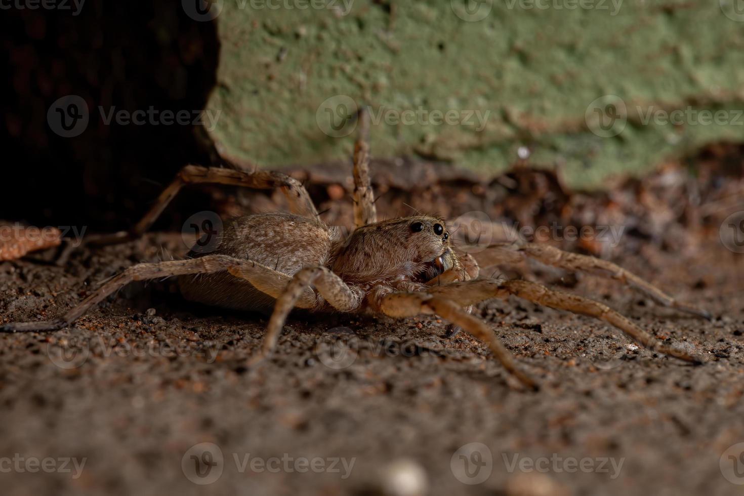 araña lobo adulto foto