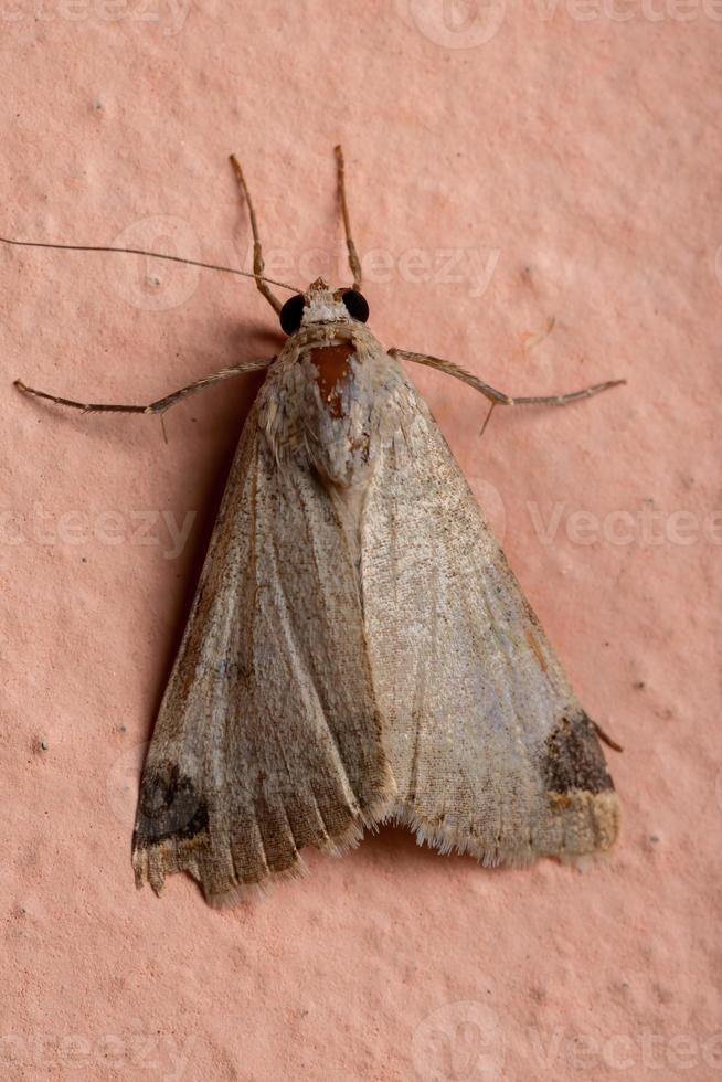 Graphic Owlet Moth photo