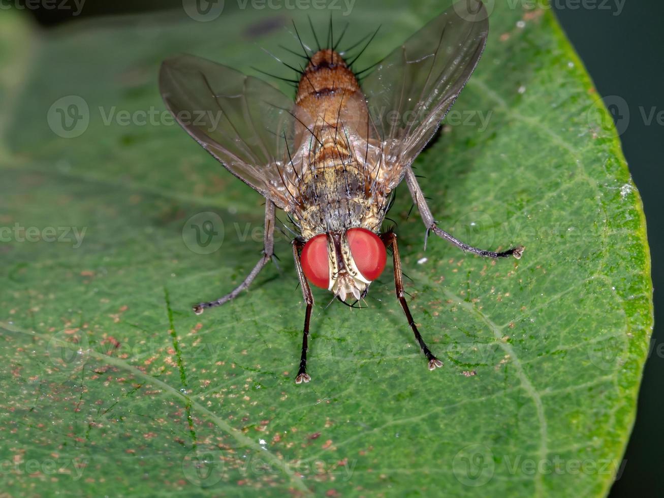 mosca taquínida brasileña foto