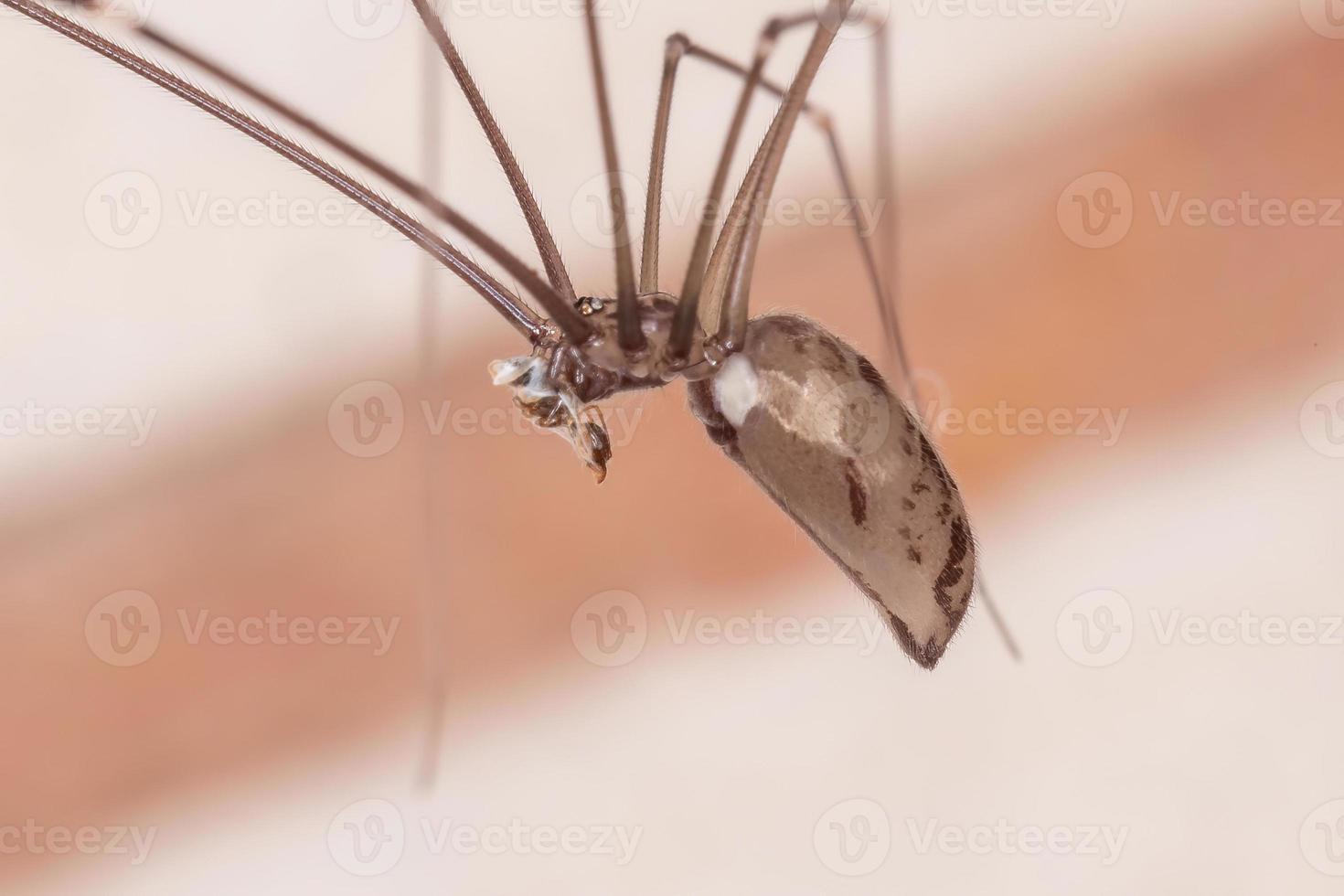 araña de bodega para adultos foto