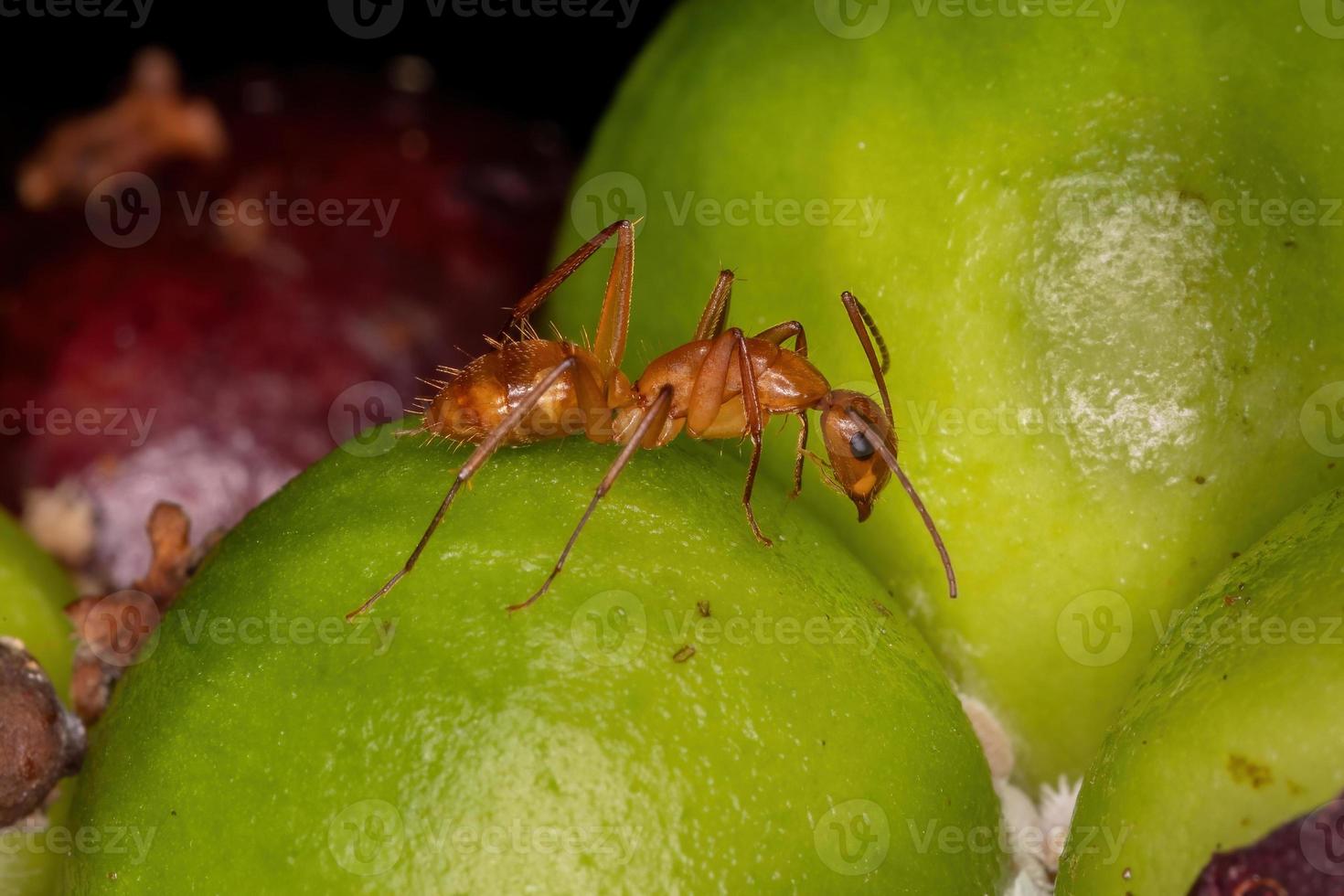 Adult Carpenter Ant photo