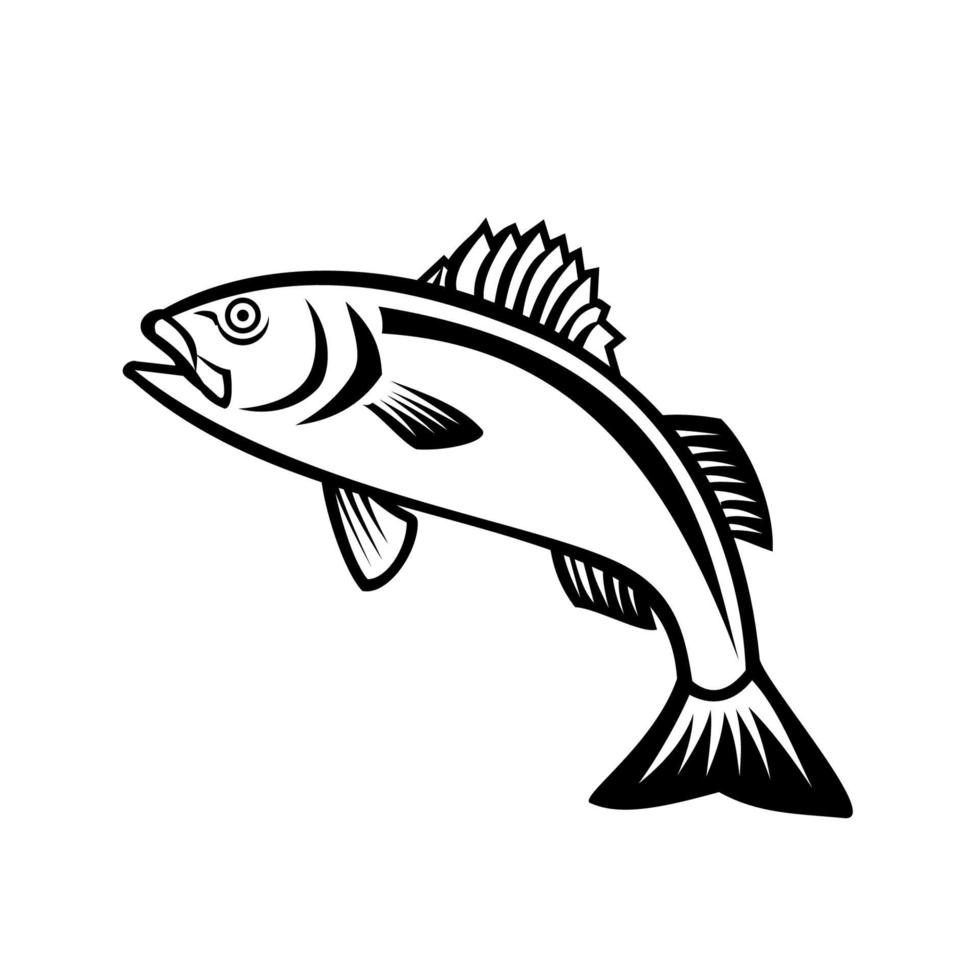 European Seabass Sea Bass or Dicentrarchus Labrax Jumping Up Mascot Black and White vector