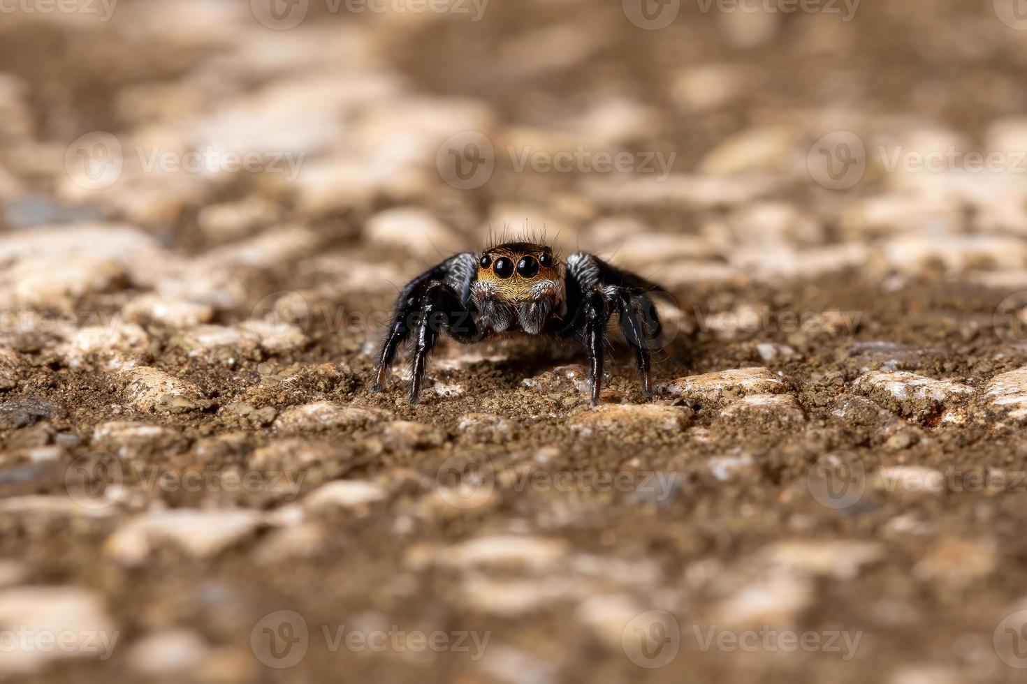 Jumping spider on a concrete surface photo