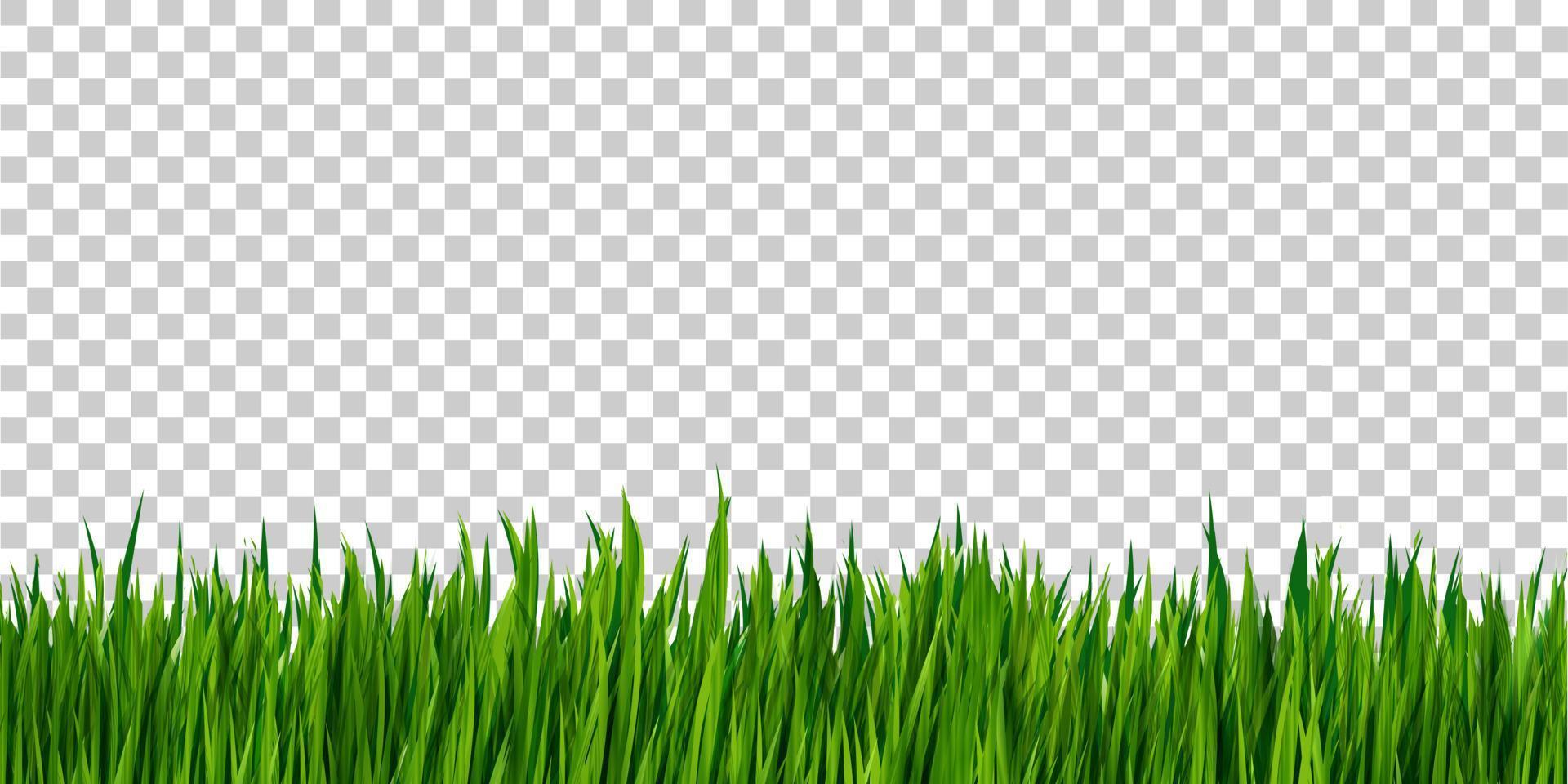 Green grass border isolated on transparent background, grass field vector