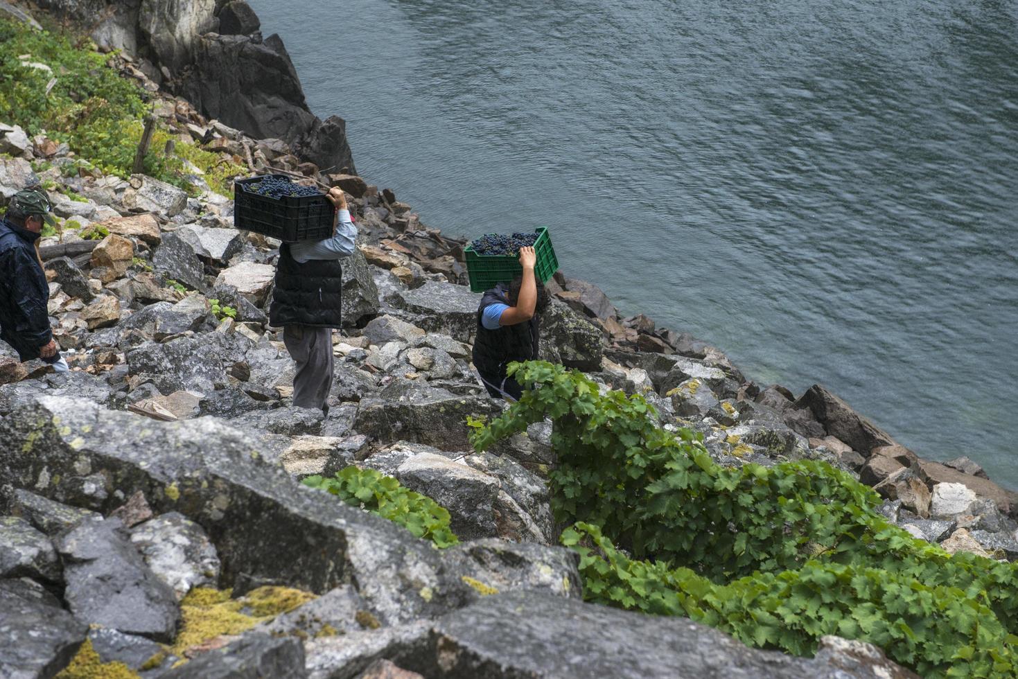 Lugo,Galicia, Spain,2021- Men carrying boxes of grapes down steep slopes to the motor boat that will transport them. photo