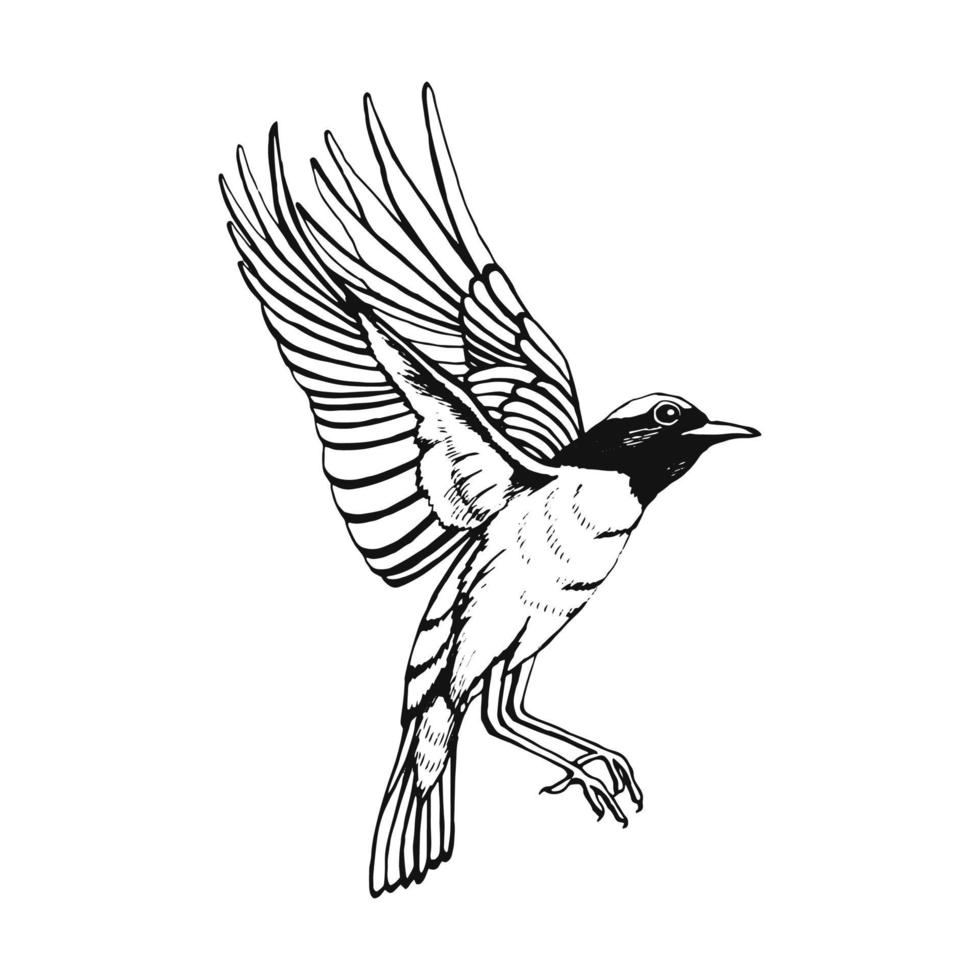 Hand drawn bird. Redstart. Outline drawing. Vector illustration. Black and white.