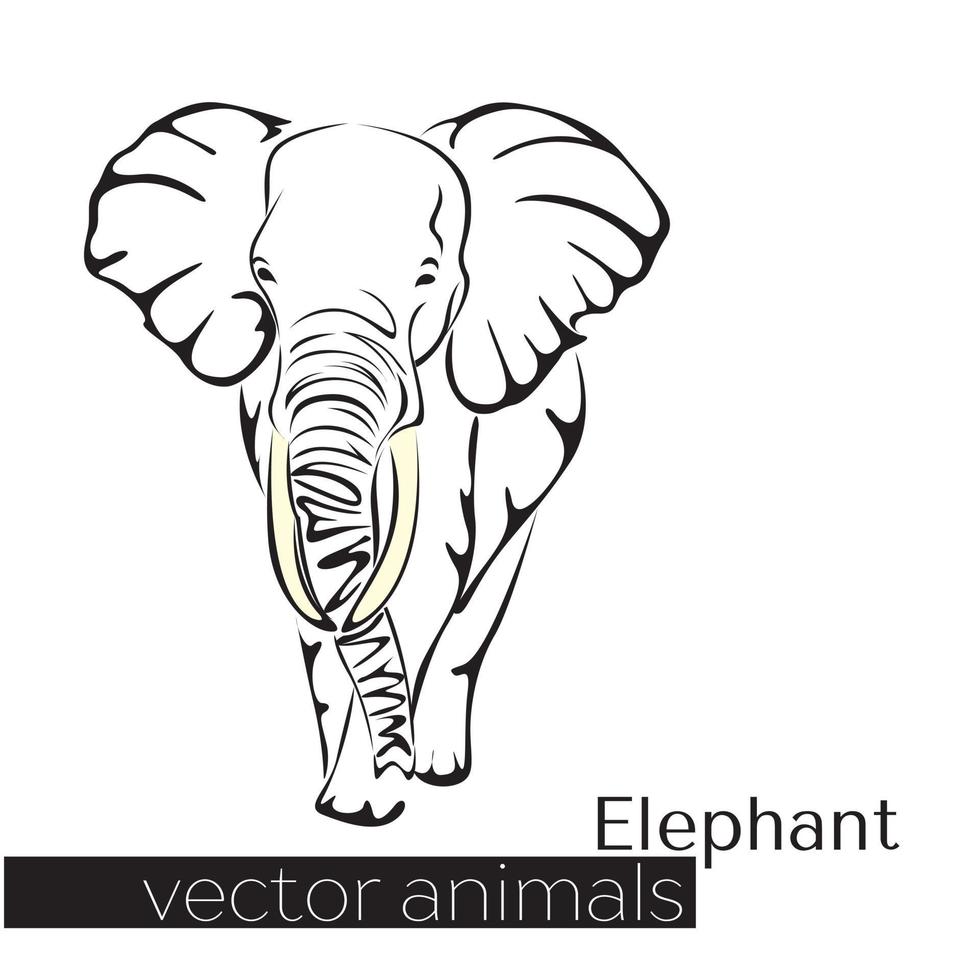 Beautiful elephant drawn in flat style vector