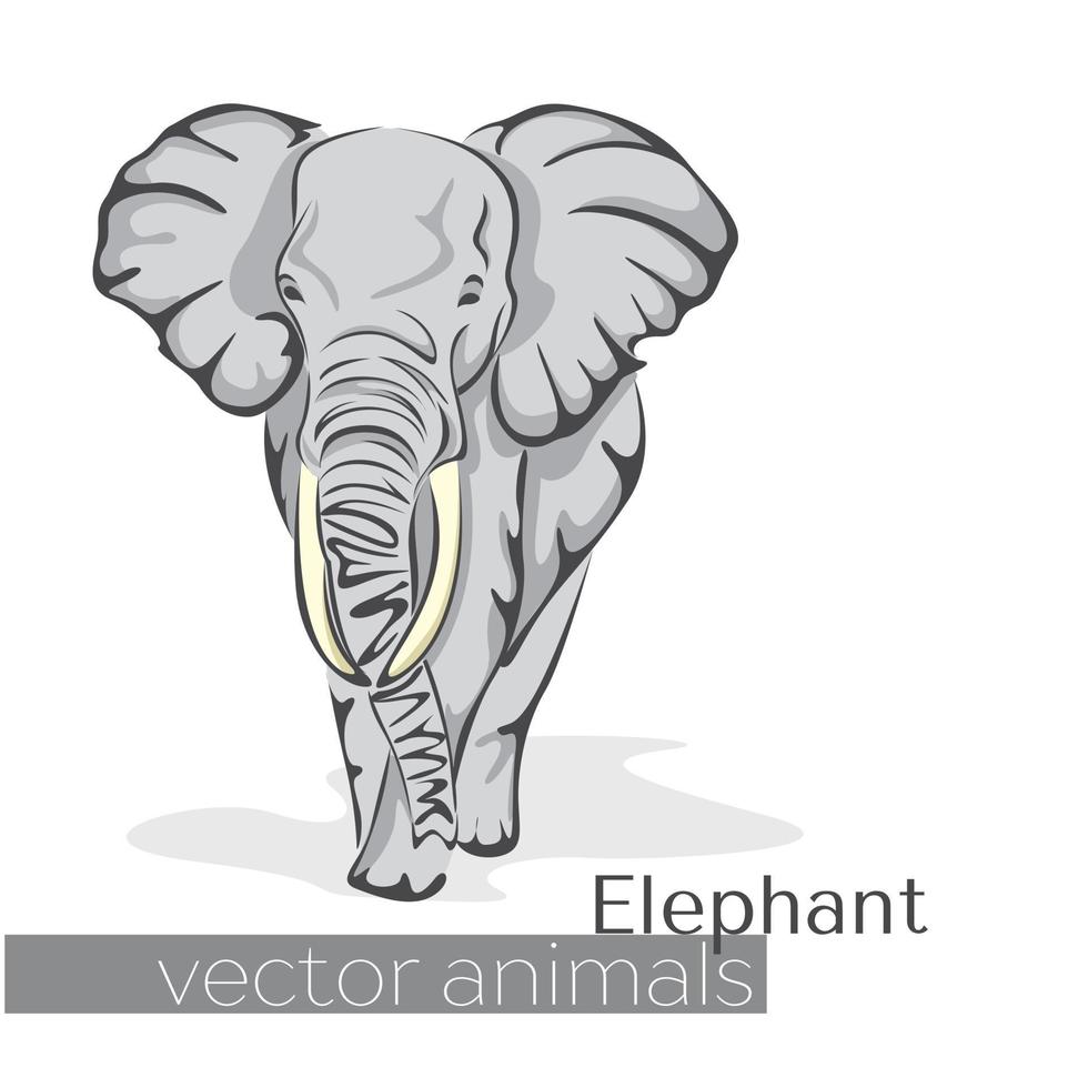 Beautiful elephant drawn in flat style vector