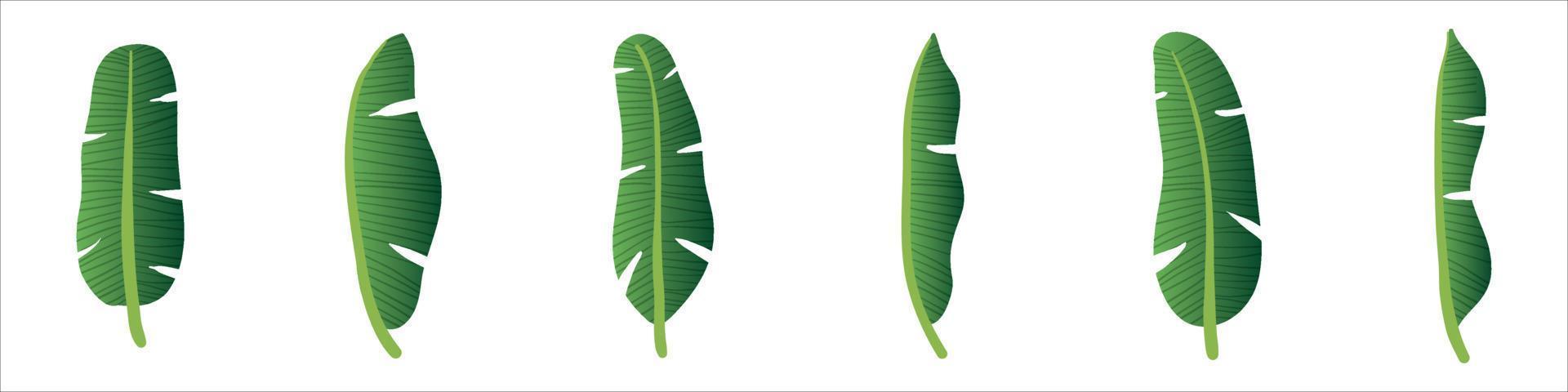 3d realistic vector green fresh leaves with banana