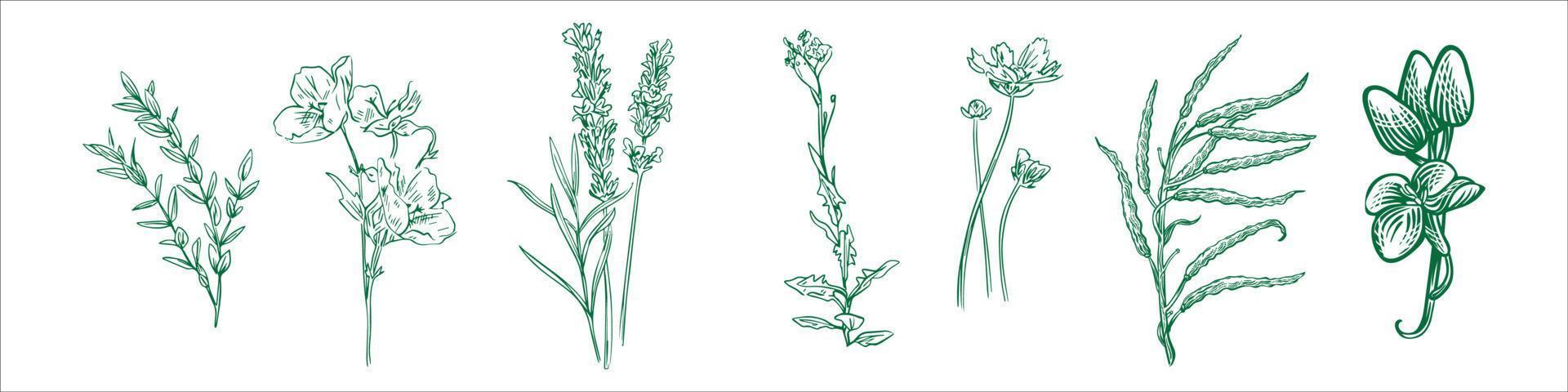 set of botanical leaf vector