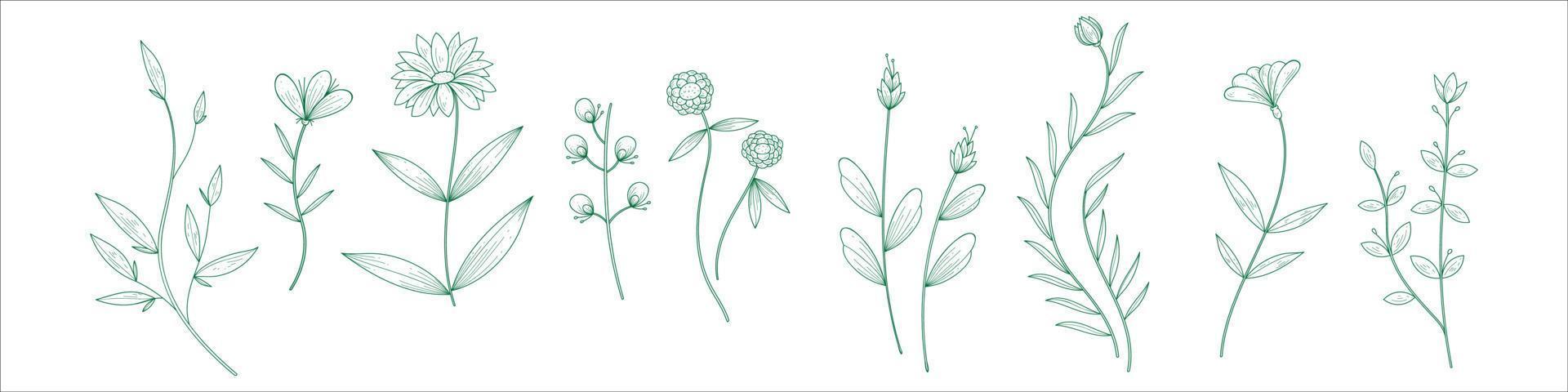 plantas dibujadas a mano vector