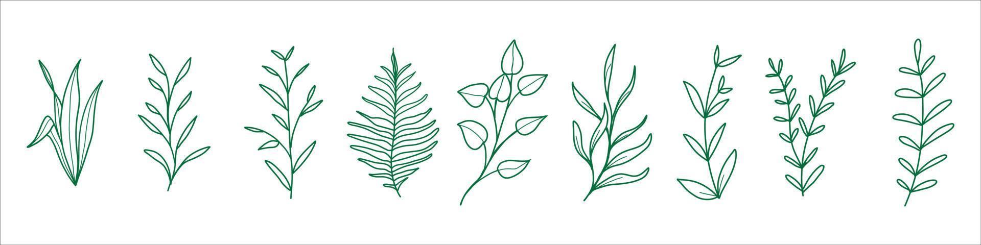 vector botanical doodles illustration elements