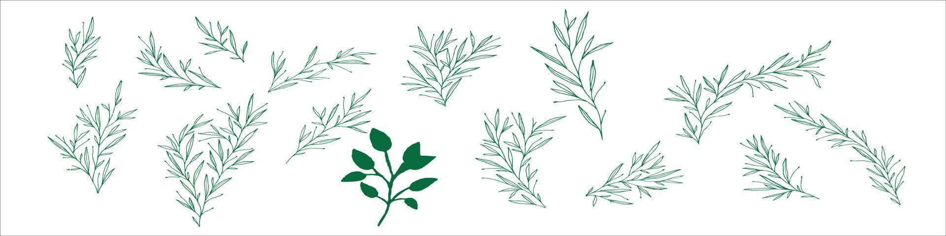hand drawn botanical leaf vector